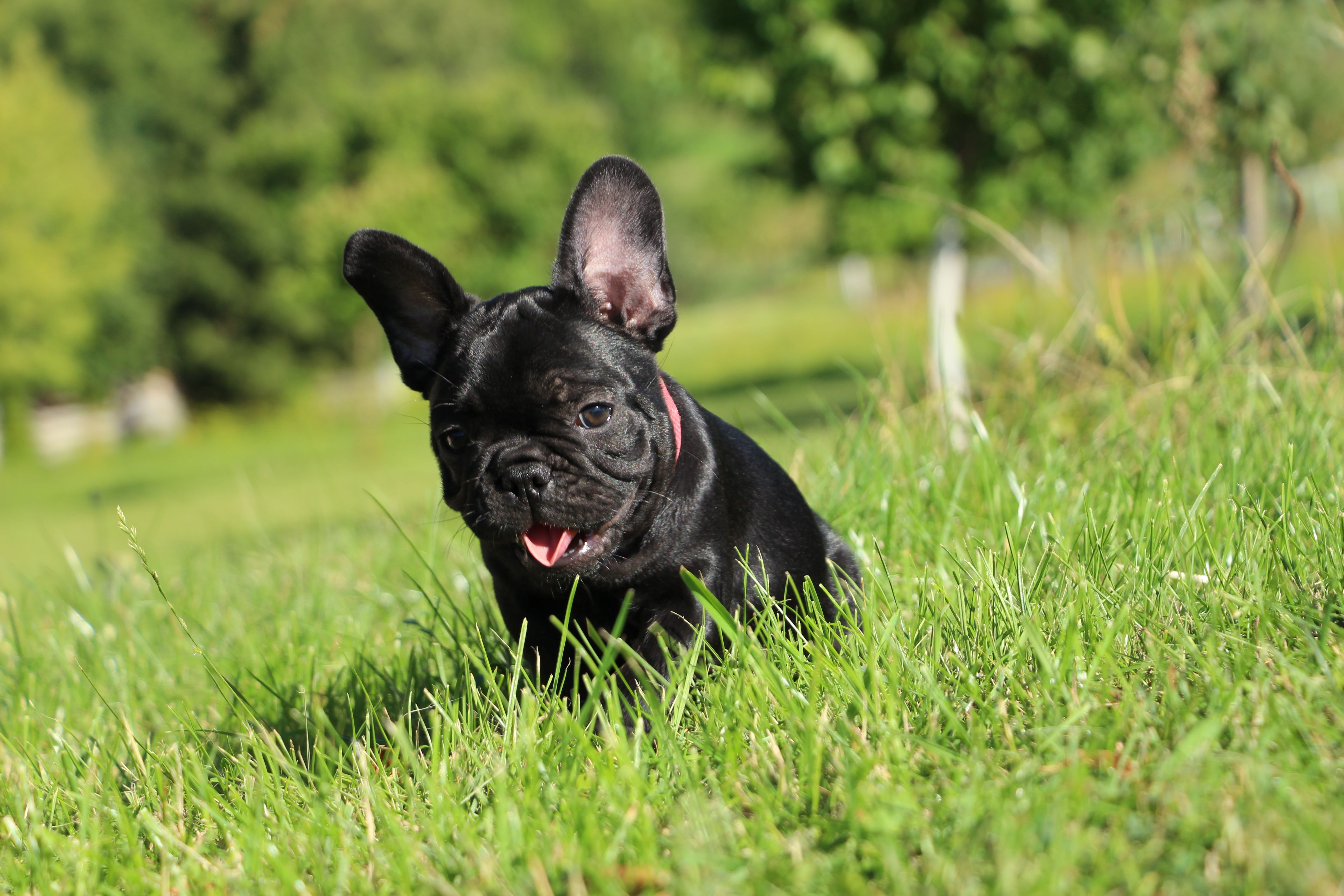 <svg class='purple'></svg> <b> Magic Molly</b> <svg class='purple'></svg>